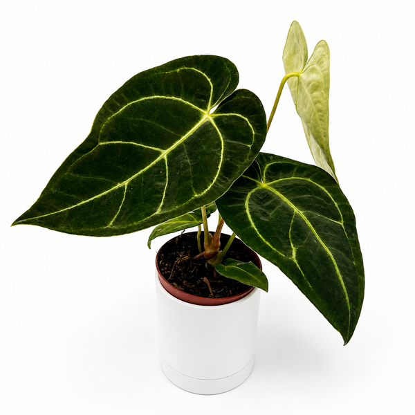 Runo Plants | Indoor Plants | Anthurium Regale – RUNOPLANTS