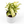Syngonium Starlite