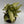 Syngonium Starlite