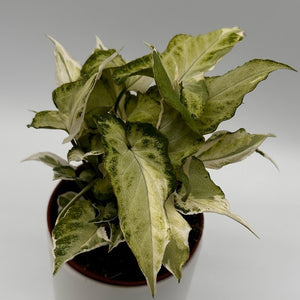 Syngonium Starlite