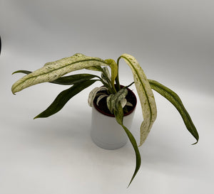 Epipremnum Giganteum ‘Variegata’