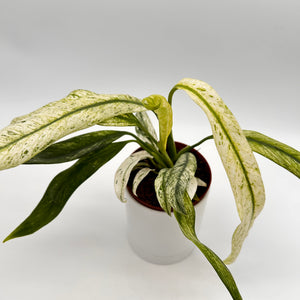 Epipremnum Giganteum ‘Variegata’