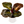 Philodendron Red Heart