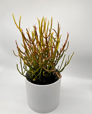 Euphorbia Tirucalli ‘Firesticks’