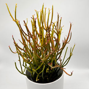 Euphorbia Tirucalli ‘Firesticks’