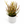 Euphorbia Tirucalli ‘Firesticks’