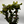 Star Jasmine