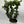Star Jasmine