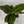 Banana ‘Musa Tropicana’