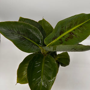 Banana ‘Musa Tropicana’
