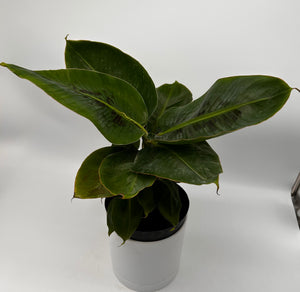 Banana ‘Musa Tropicana’