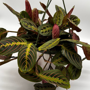 Maranta Red
