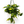 Philodendron Brazil