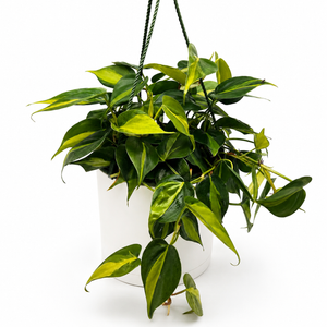 Philodendron Brazil