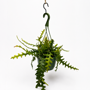 Fishbone Cactus