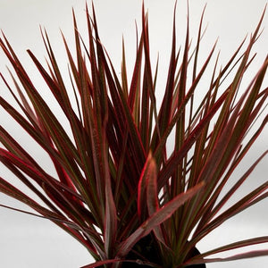 Dracaena Marginata 'Colorama'