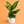 Large Dieffenbachia Reflecta ‘Cheetah’