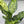 Large Dieffenbachia Reflecta ‘Cheetah’