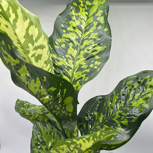 Large Dieffenbachia Reflecta ‘Cheetah’