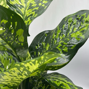 Large Dieffenbachia Reflecta ‘Cheetah’