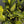 Large Dieffenbachia Reflecta ‘Cheetah’