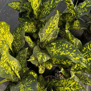 Large Dieffenbachia Reflecta ‘Cheetah’