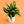 Large Dieffenbachia ‘Panther’