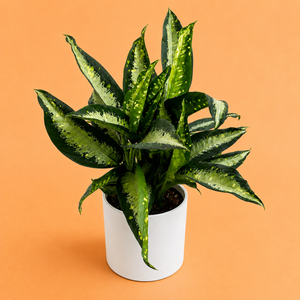 Large Dieffenbachia ‘Panther’