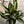 Large Dieffenbachia ‘Panther’