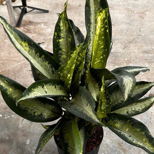 Large Dieffenbachia ‘Panther’