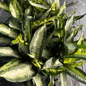 Large Dieffenbachia ‘Panther’