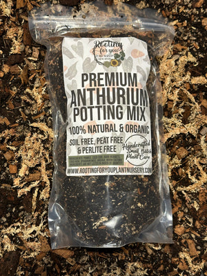 anthurium crystallinum potting mix Anthurium Red Crystallinum – RUNOPLANTS