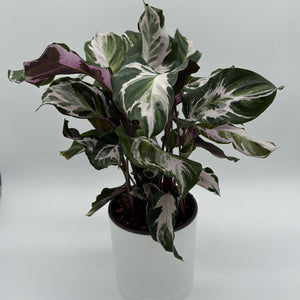 Calathea White Fusion