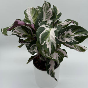 Calathea White Fusion