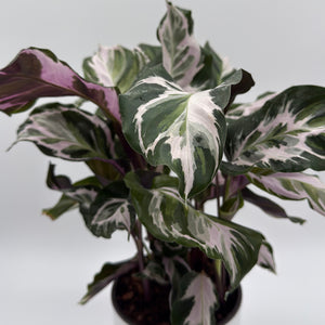 Calathea White Fusion