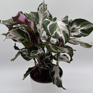 Calathea White Fusion