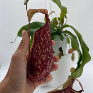 Nepenthes Gaya (Tropical Pitcher Plant)