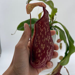 Nepenthes Gaya (Tropical Pitcher Plant)
