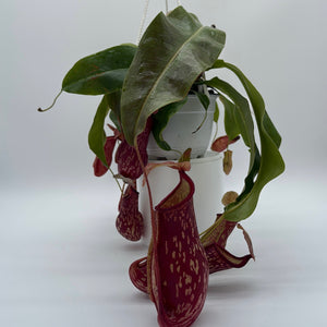 Nepenthes Gaya (Tropical Pitcher Plant)