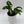Syngonium Wendlandii
