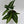 Syngonium Wendlandii
