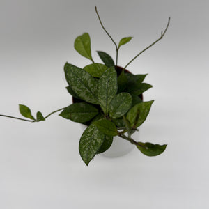 Hoya Crassipetiolata