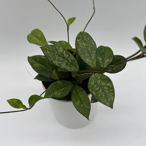 Hoya Crassipetiolata