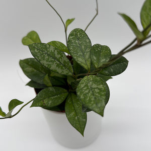 Hoya Crassipetiolata