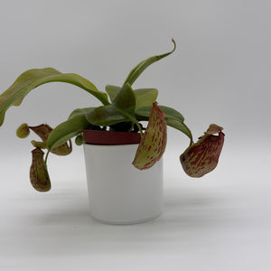 Nepenthes Gaya (Tropical Pitcher Plant)