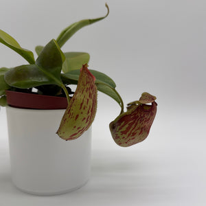 Nepenthes Gaya (Tropical Pitcher Plant)