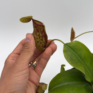 Nepenthes Gaya (Tropical Pitcher Plant)