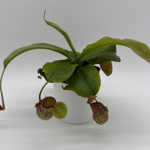 Nepenthes Gaya (Tropical Pitcher Plant)