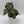 Philodendron Brandi