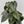 Philodendron Brandi